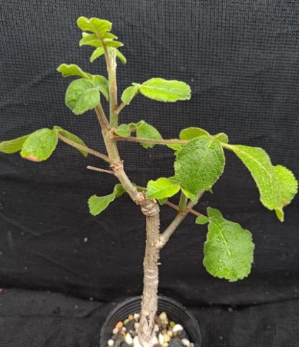 Commiphora sp Mdokora 5 Pieces Seeds