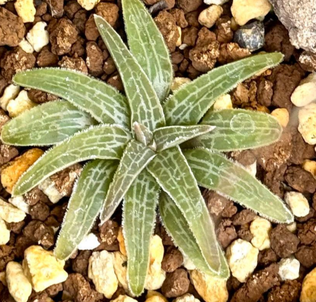 Bulbine margarethae 8 Pieces Seeds