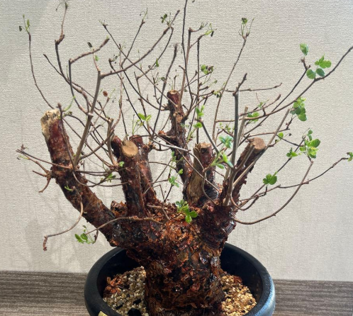 Commiphora Orbicularis 5 Pieces Seeds