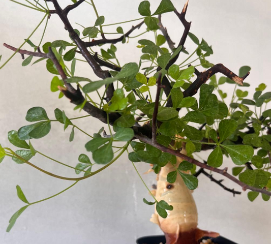 Commiphora kataf White Olive 5 Pieces Seeds