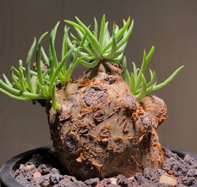 Tylecodon pearsonii 10 Pieces Seeds