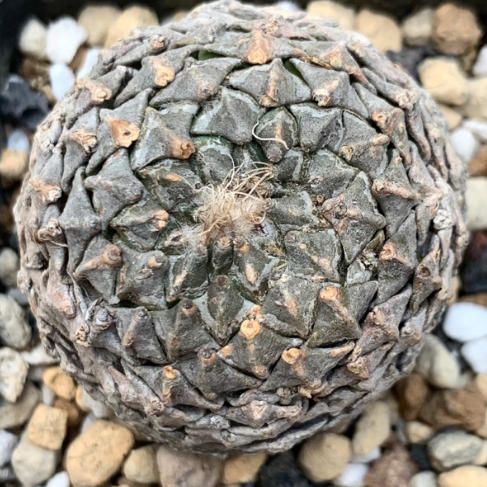 Pelecyphora strobiliformis 10 Pieces Seeds