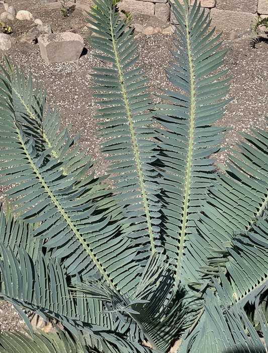 Encephalartos blue munchii 2 Pieces Seeds