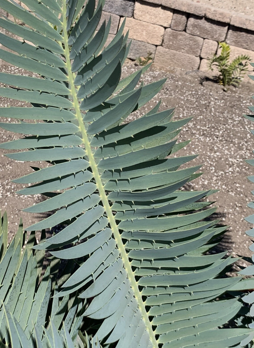 Encephalartos blue munchii 2 Pieces Seeds
