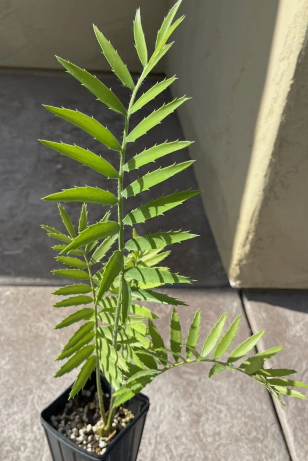 Encephalartos blue munchii 2 Pieces Seeds