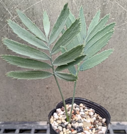 Encephalartos nubimontanus 2 Pieces Seeds
