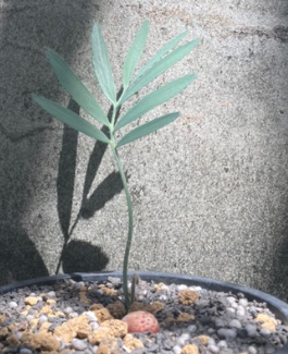 Encephalartos nubimontanus 2 Pieces Seeds