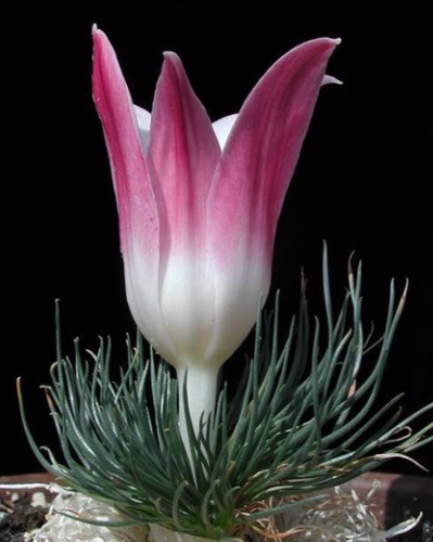 Gethyllis grandiflora 5 Pieces Seeds