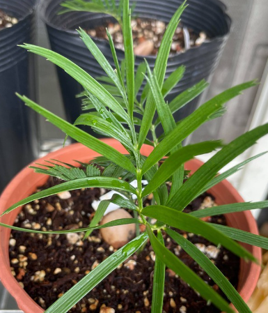 Macrozamia communis 3 Pieces Seeds