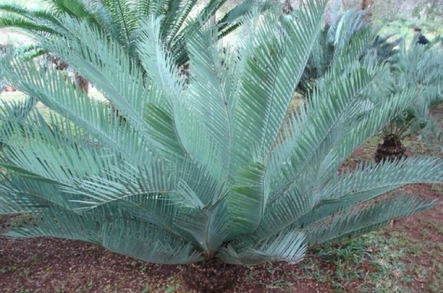 Encephalartos dyerianus 2 Pieces Seeds
