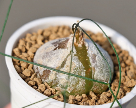 Schizobasis intricata 5 Pieces Seeds