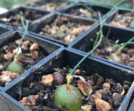 Schizobasis intricata 5 Pieces Seeds