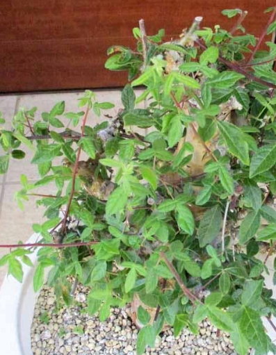 Commiphora africana 5 Pieces Seeds