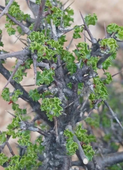 Commiphora Oddurensis 4 Pieces Seeds