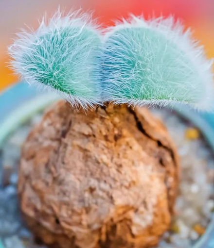 Strumaria villosa 5 Pieces Seeds