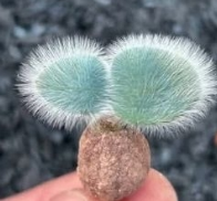 Strumaria villosa 5 Pieces Seeds