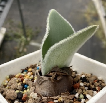 Brunsvigia humilis 5 Pieces Seeds