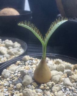 Brunsvigia namibiensis 5 Pieces Seeds