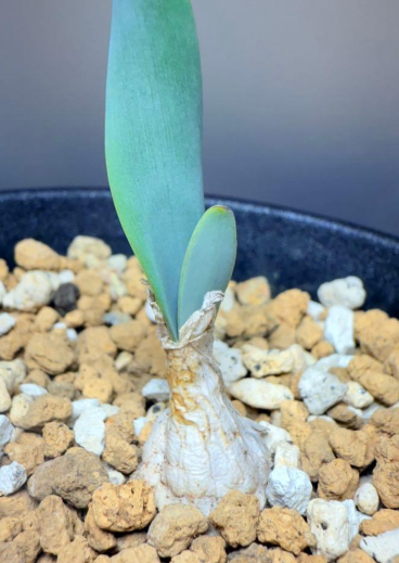 Brunsvigia grandiflora 5 Pieces Seeds