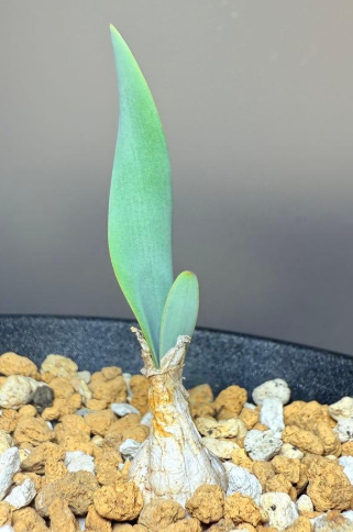 Brunsvigia grandiflora 5 Pieces Seeds