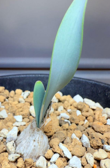 Brunsvigia grandiflora 5 Pieces Seeds
