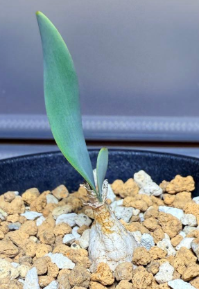 Brunsvigia grandiflora 5 Pieces Seeds