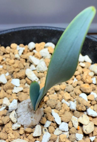 Brunsvigia grandiflora 5 Pieces Seeds