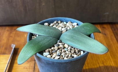 Brunsvigia marginata 5 Pieces Seeds