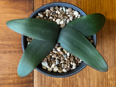 Brunsvigia marginata 5 Pieces Seeds
