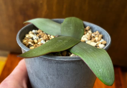 Brunsvigia marginata 5 Pieces Seeds
