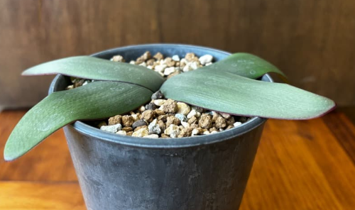 Brunsvigia marginata 5 Pieces Seeds