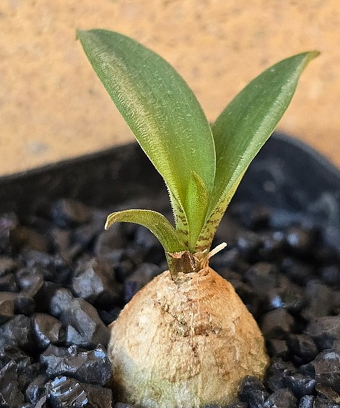 Ledebouria parvifolia 10 Pieces Seeds