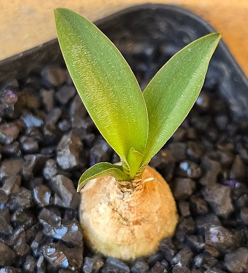 Ledebouria parvifolia 10 Pieces Seeds