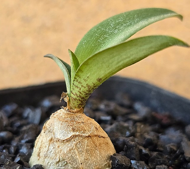 Ledebouria parvifolia 10 Pieces Seeds