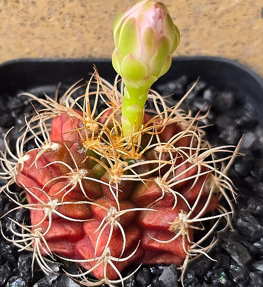 Gymnocalycium damsii 10 Pieces Seeds