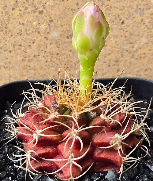 Gymnocalycium damsii 10 Pieces Seeds