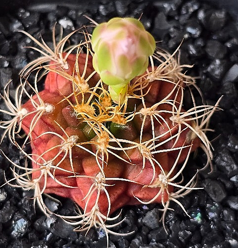 Gymnocalycium damsii 10 Pieces Seeds