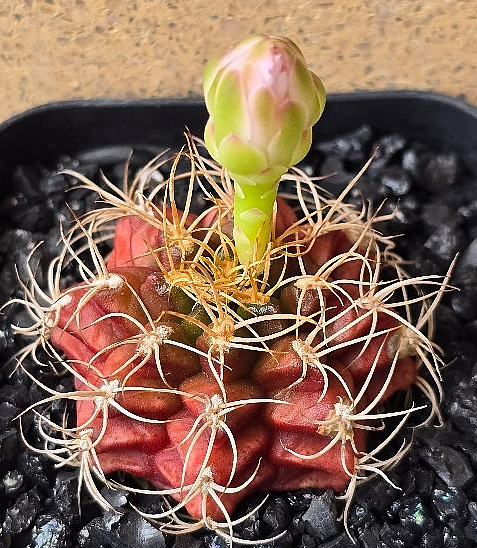 Gymnocalycium damsii 10 Pieces Seeds