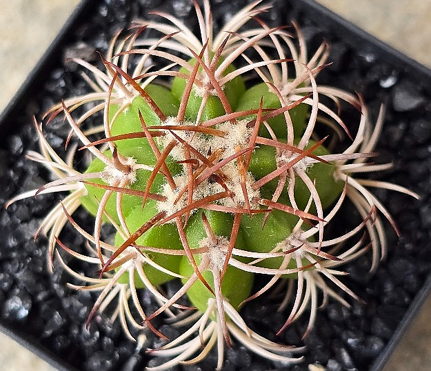 Melocactus matanzanus 15 Pieces Seeds