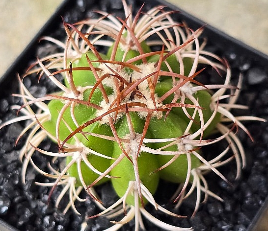 Melocactus matanzanus 15 Pieces Seeds