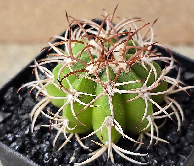 Melocactus matanzanus 15 Pieces Seeds