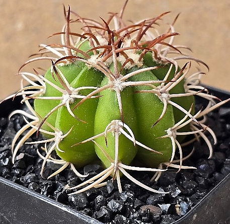 Melocactus matanzanus 15 Pieces Seeds