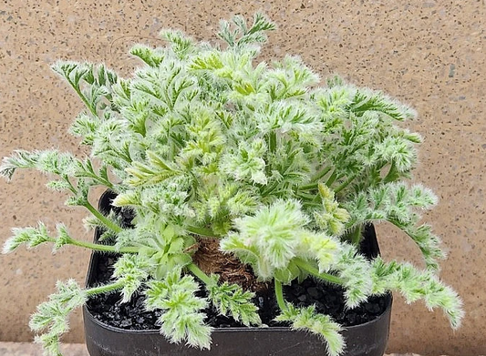 Pelargonium appendiculatum 4 Pieces Seeds