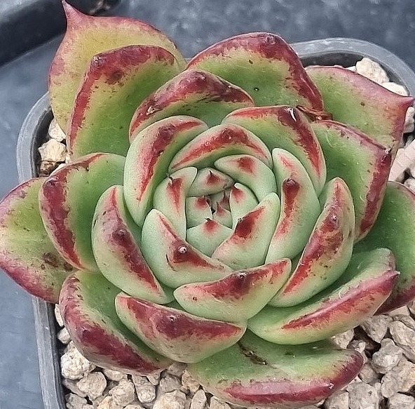 Echeveria Agavoides Ebony 10 Pieces Seeds