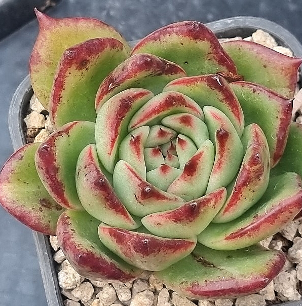 Echeveria Agavoides Ebony 10 Pieces Seeds