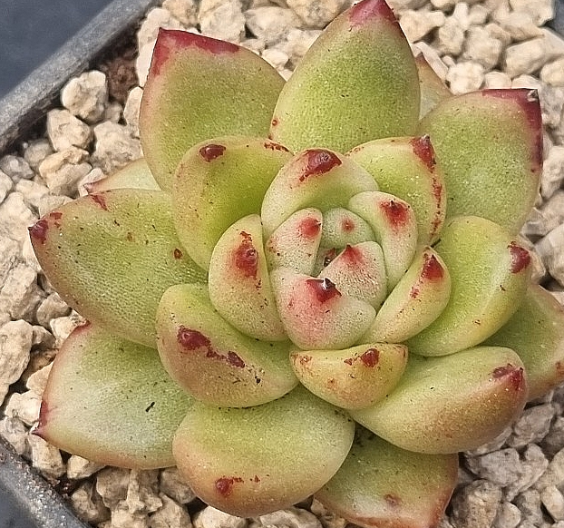 Echeveria agavoides Maria 10 Pieces Seeds