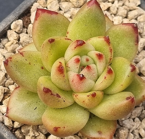 Echeveria agavoides Maria 10 Pieces Seeds