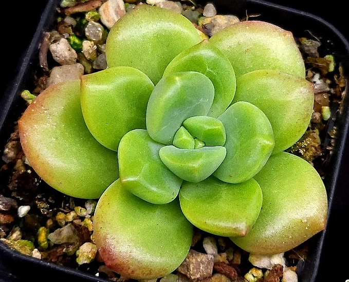 Echeveria Agavoides Ebony Peridot 10 Pieces Seeds