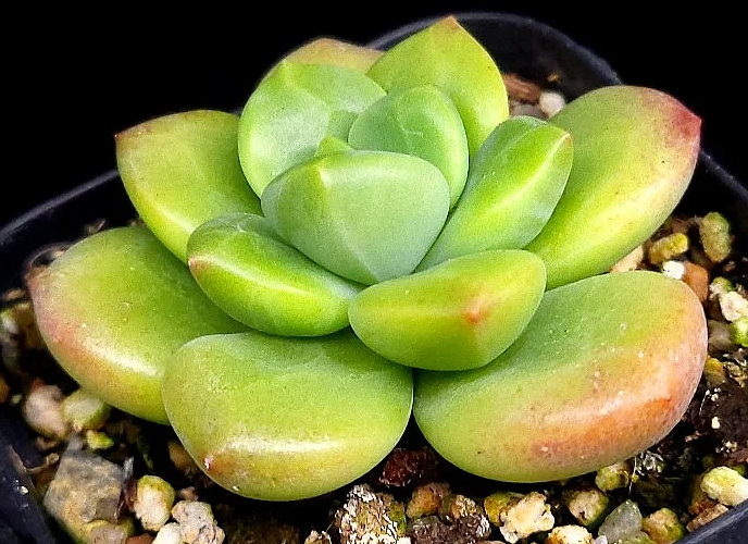Echeveria Agavoides Ebony Peridot 10 Pieces Seeds