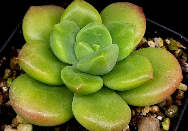 Echeveria Agavoides Ebony Peridot 10 Pieces Seeds